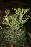 Artemisia abrotanum RCP08-07 117.jpg